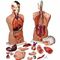 Modelo anatómico