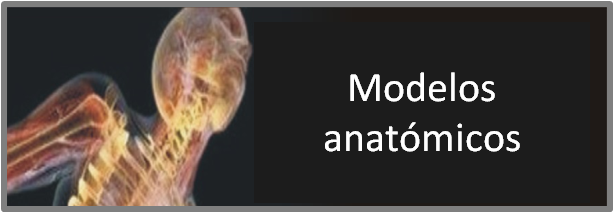 Modelos anatomicos